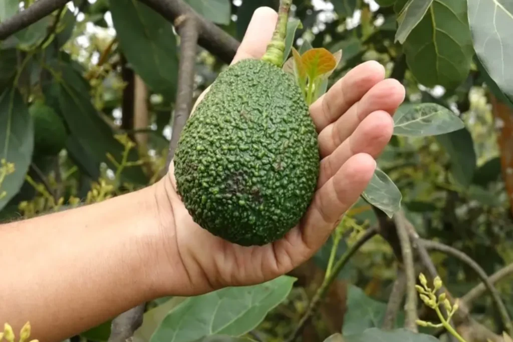 EE.UU. elimina el arancel del 10 % al aguacate Hass colombiano.