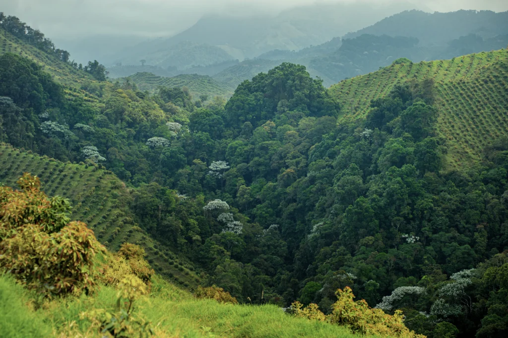 Vegetación Colombia