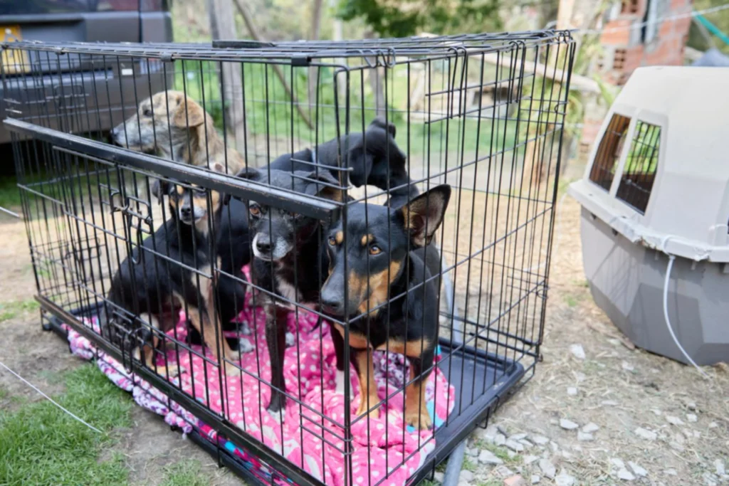 Condenan a 13 personas por organizar peleas clandestinas de perros en La Calera