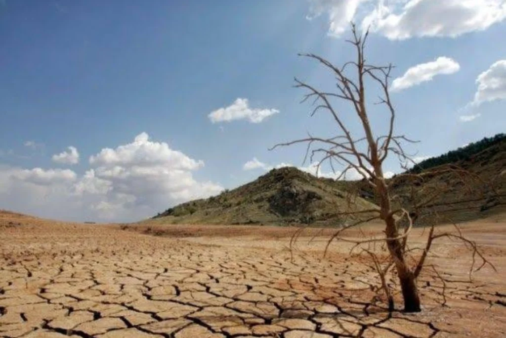 Terreno seco con árbol muerto