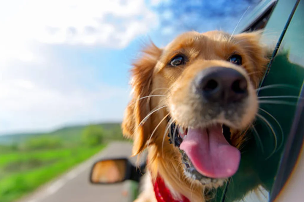 ¿Cómo llevar a las mascotas en el carro para evitar multas? Estas son las recomendaciones Perro asoma su cabeza por la ventanilla de un carro